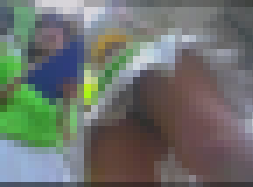 【再販】キャンギャル逆さ風6　キウイ試食キャンギャルちゃんの食い込み生P！