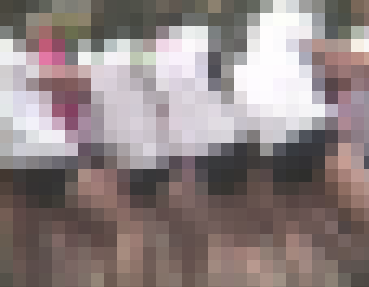 【期間限定公開作品】BM-008 ブルマー大全集vol.8